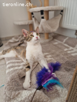 Lumi sucht ein Zuhause (8 Monate)