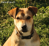 Luna, liebe und fröhliche Hündin