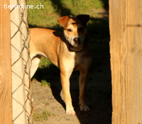 Luna, liebe und fröhliche Hündin