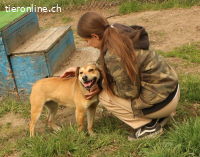 Luna - liebe und fröhliche Hündin