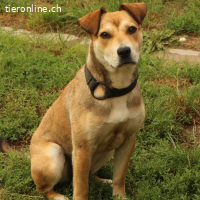 Luna - liebe und fröhliche Hündin