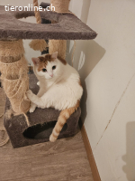 Luna - ruhige, verschmuste Herzenskatze