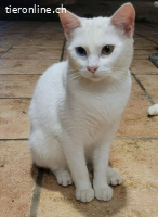 Luna –vorsichtig, wunderschön – mit einem blauen und einem g