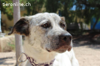 Lunae - will eine Chance für ein Für-Immer-Zuhause