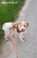 Lunetta - Lucy sucht ein neues Zuhause