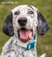 Lur, der sensible Pointer Mischling