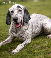 Lur, der sensible Pointer Mischling