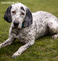 Lur, der sensible Pointer Mischling