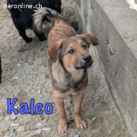 Lustiger Kaleo sucht sein Zuhause