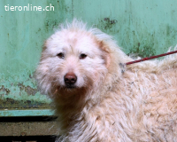 Lynnette - Power-Hündin sucht sportliches Zuhause