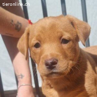 Lyon - typischer Vertreter seiner Altersklasse