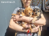 Lyon - typischer Vertreter seiner Altersklasse