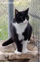 Lyra - Einfach zum Verlieben