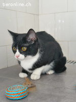 Lyra - Traumkatze zum Verlieben