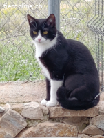 Lyra - Traumkatze zum Verlieben