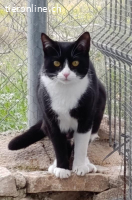 Lyra - Traumkatze zum Verlieben