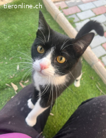 Lyra - Traumkatze zum Verlieben