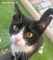 Lyra - Traumkatze zum Verlieben