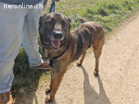 Lyro – Treuer Begleiter sucht endlich sein Zuhause fürs Lebe