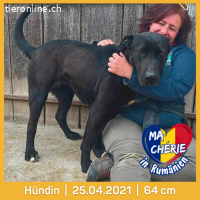 Ma Cherie wunderschöne schwarze Hündin