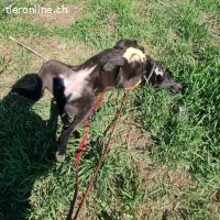 Ma Cherie wunderschöne schwarze Hündin