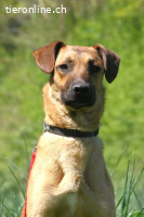 Maddox (2 Jahre) sucht erfahrende Hundemnenschen