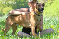 Maddox (2 Jahre) sucht erfahrende Hundemnenschen