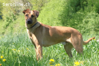 Maddox (2 Jahre) sucht erfahrende Hundemnenschen