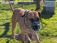 Maddox (2 Jahre) sucht erfahrende Hundemnenschen