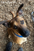 Maddox (2 Jahre) sucht erfahrende Hundemnenschen