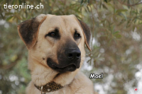 MAEL