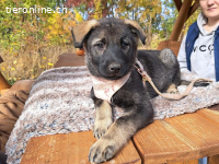MAFALDINE, entzückendes Mixmädel, ca. 3,5 Mo., 37cm, 5,1kg