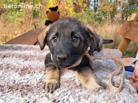 MAFALDINE, entzückendes Mixmädel, ca. 3,5 Mo., 37cm, 5,1kg