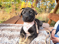 MAFALDINE, entzückendes Mixmädel, ca. 3,5 Mo., 37cm, 5,1kg