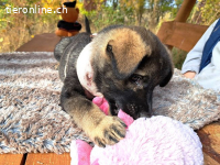 MAFALDINE, entzückendes Mixmädel, ca. 3,5 Mo., 37cm, 5,1kg