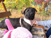 MAFALDINE, entzückendes Mixmädel, ca. 3,5 Mo., 37cm, 5,1kg