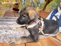 MAFALDINE, entzückendes Mixmädel, ca. 3,5 Mo., 37cm, 5,1kg