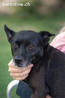 Maggie - Verschmuste Seniorin sucht ihr Glück