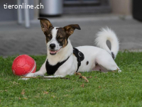 Mailo - sensibler Seelenhund sucht dich