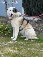 Maja, w./kastr., geb. 08/2023, Größe: 70 cm