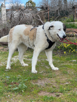 Maja, w./kastr., geb. 08/2023, Größe: 70 cm