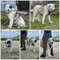 Maja, w./kastr., geb. 08/2023, Größe: 70 cm