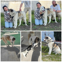 Maja, w./kastr., geb. 08/2023, Größe: 70 cm