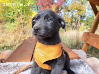 MAKKARONI, aufgeweckter Mixbub, ca. 3,5 Mo., 38cm,6,6kg