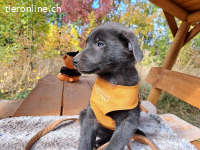 MAKKARONI, aufgeweckter Mixbub, ca. 3,5 Mo., 38cm,6,6kg