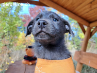 MAKKARONI, aufgeweckter Mixbub, ca. 3,5 Mo., 38cm,6,6kg