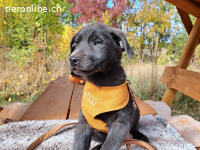 MAKKARONI, aufgeweckter Mixbub, ca. 3,5 Mo., 38cm,6,6kg