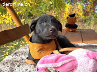 MAKKARONI, aufgeweckter Mixbub, ca. 3,5 Mo., 38cm,6,6kg