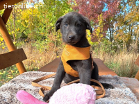 MAKKARONI, aufgeweckter Mixbub, ca. 3,5 Mo., 38cm,6,6kg