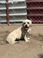 Makrina, bezaubernde Hündin